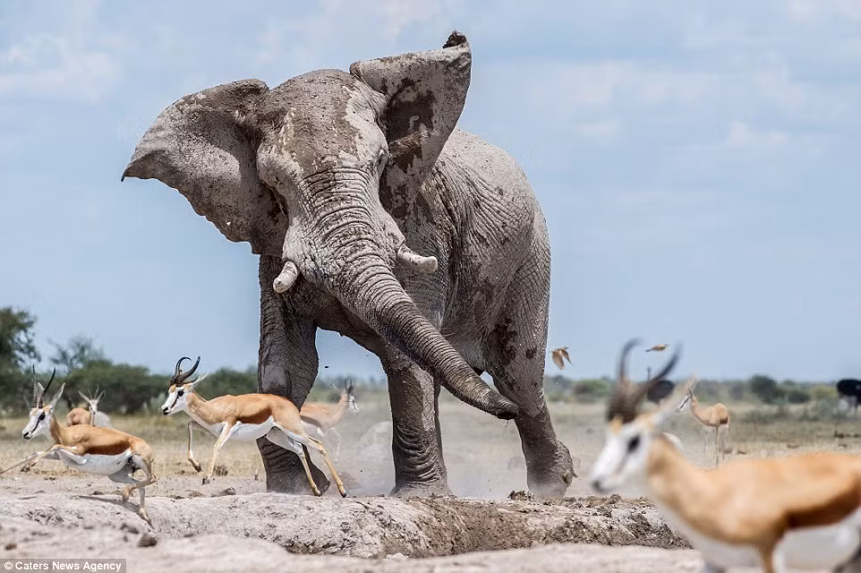 “Nó không gây thương tích cho đàn linh dương, nhưng tình trạng hỗn loạn đã xảy ra tại hố nước”, nhiếp ảnh gia 50 tuổi nói. (Nguồn: Daily Mail)