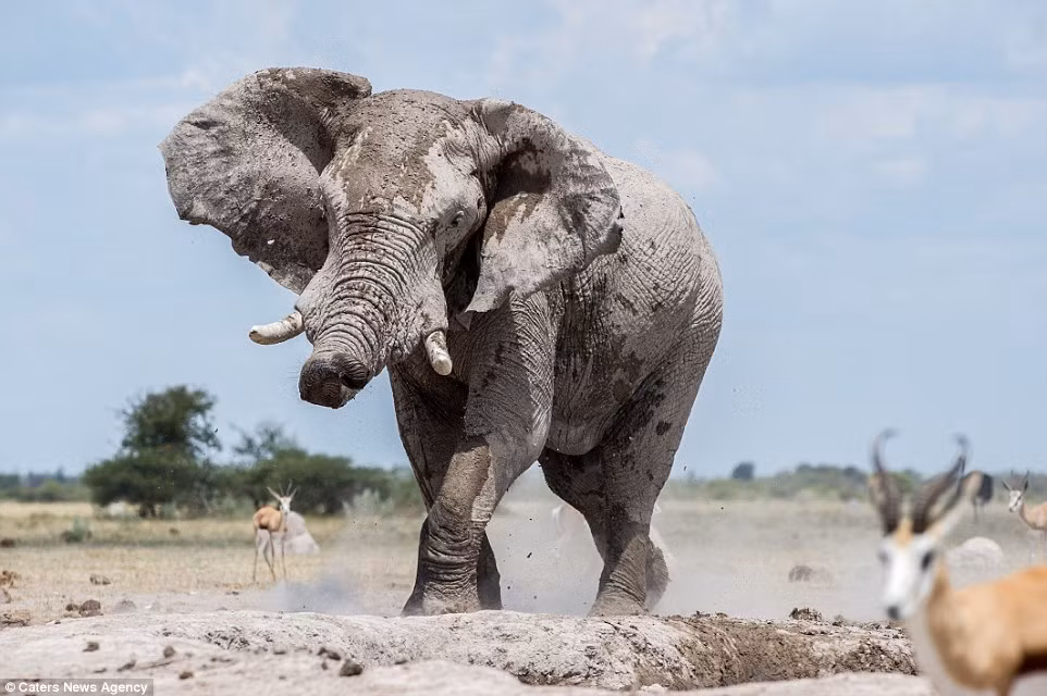 Khi đàn linh dương sợ hãi bỏ đi hết, voi khổng lồ một mình giải khát cạnh hố nước. (Nguồn: Daily Mail)