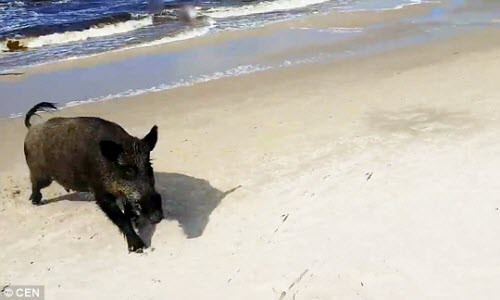 Lợn rừng tấn công du khách trên bãi biển Lon rung tan cong du khach tren bai bien