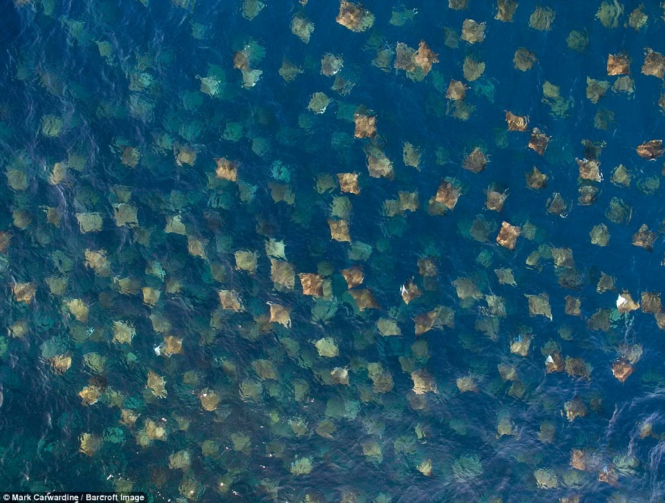 Nhiếp ảnh gia Mark Carwadine ghi lại cảnh tượng đàn cá đuối quỷ với số lượng hàng trăm cá thể ở ngoài khơi bờ biển Baja California, Mexico. (Nguồn: Daily Mail)