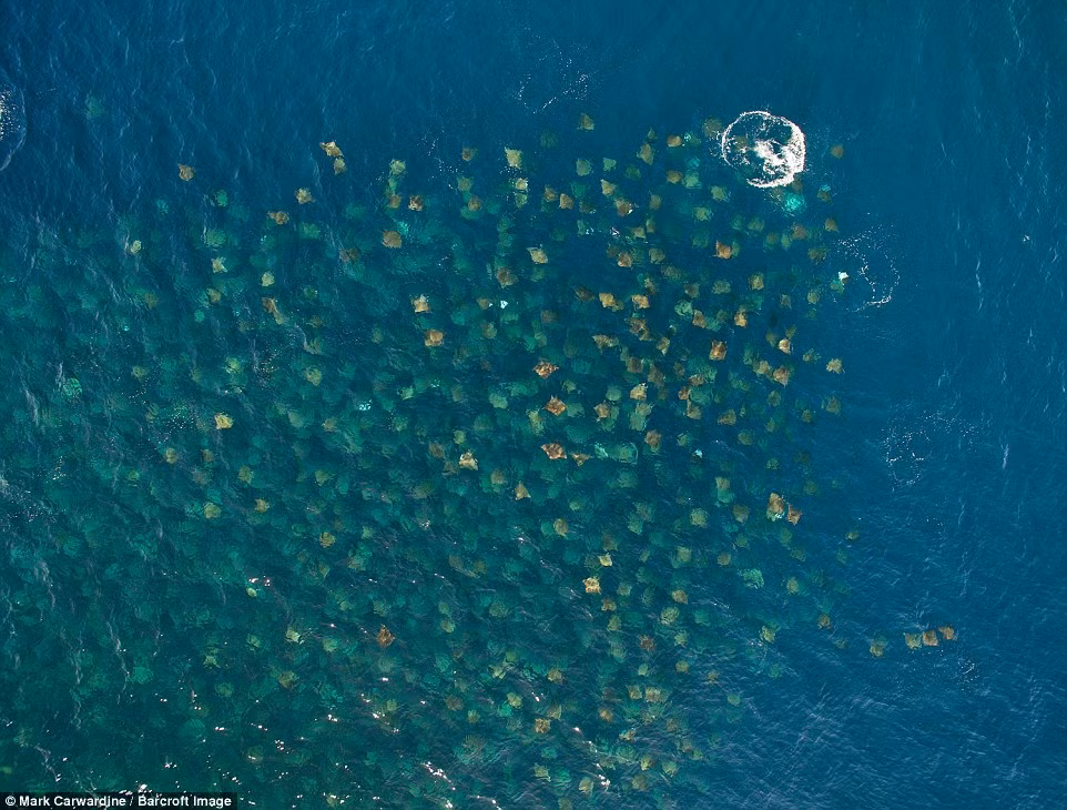 Nhiếp ảnh gia Carwadine sử dụng thiết bị bay không người lái để ghi lại hoạt động của đàn cá đuối từ trên cao. (Nguồn: Daily Mail)