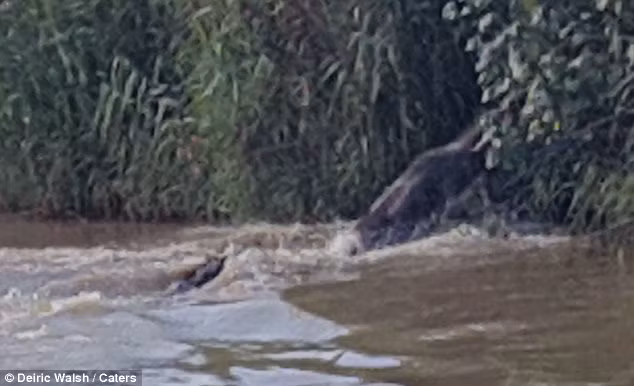 Linh dương thoát khỏi hàm răng của kẻ săn mồi trong gang tấc. (Nguồn: Daily Mail)