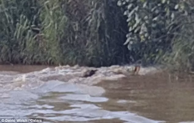 Nhóm du khách hò reo chúc mừng sau khi linh dương thoát lên bờ an toàn bỏ lại cá sấu đói dưới sông. (Nguồn: Daily Mail)