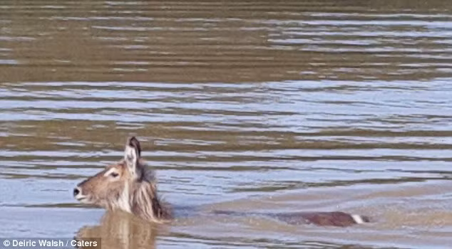 Linh dương tắm mát gần thuyền của du khách dưới hồ St Lucia ở Nam Phi mà không hay rằng có một hàm răng cá sấu sắc lạnh đang chờ cơ hội đớp lấy nó. (Nguồn: Daily Mail)