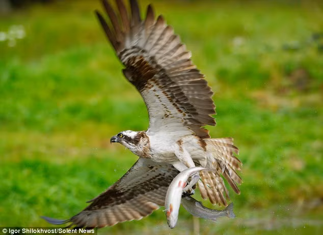 Nhưng cuối cùng, chim ưng biển đành phải bỏ lại một con cá vì nó không đủ sức mang theo cả hai con mồi.