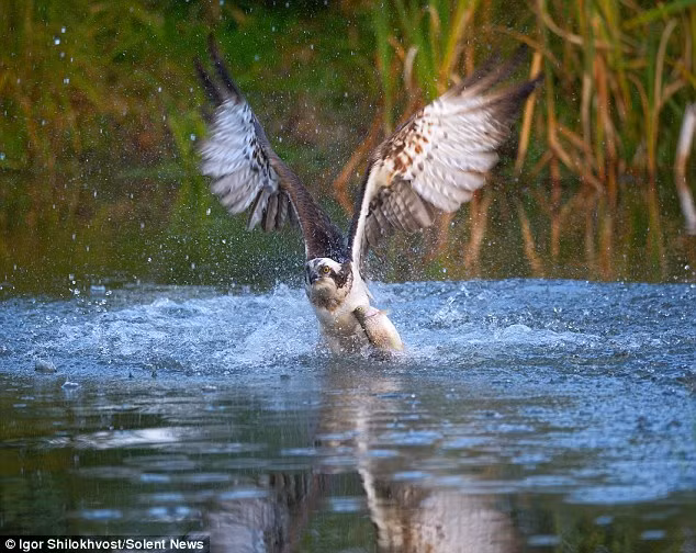 Trong chốc lát, chim ưng biển bay lên khỏi mặt nước mang theo con cá béo mập.