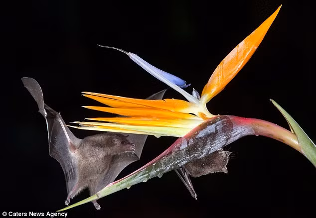 Một con dơi hút mật hoa của bông hoa có màu cam sặc sỡ sau khi bị hấp dẫn bởi mùi thơm. Hỉnh ảnh hiếm gặp này được nhiếp ảnh gia ghi lại vô cùng ấn tượng. (Nguồn: Daily Mail)