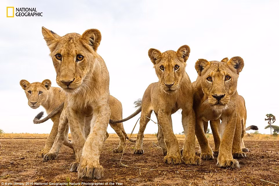 Những con sư tử tò mò nhìn chiếc máy ảnh điều khiển từ xa của nhiếp ảnh gia trong một công viên động vật hoang dã ở châu Phi (Ảnh: Kym Illman)