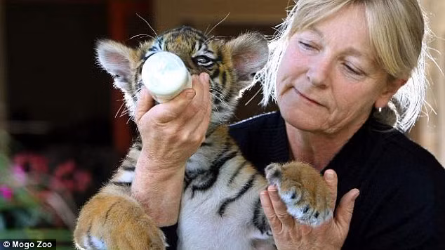 Bà Sally cho hổ con Kinwah bú sữa khi nó còn nhỏ. (Nguồn: Daily Mail)