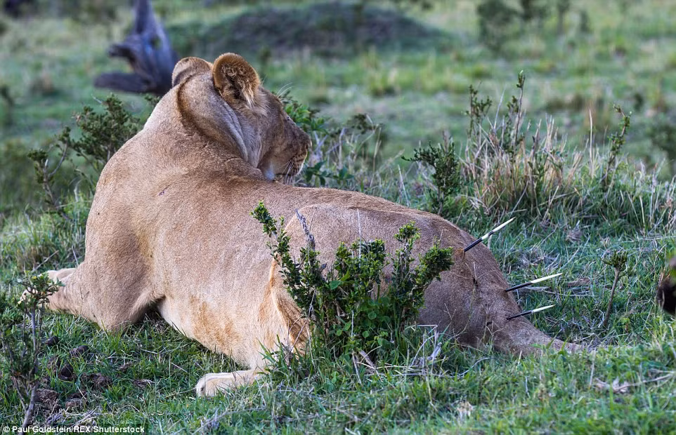 Con sư tử cái nằm trên bãi cỏ, tìm cách gỡ những chiếc lông nhím găm trên phần đuôi của nó.