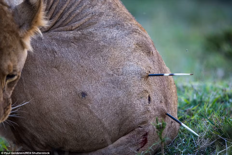 Máu chảy ra từ những vết lông nhím găm vào lưng sư tử.