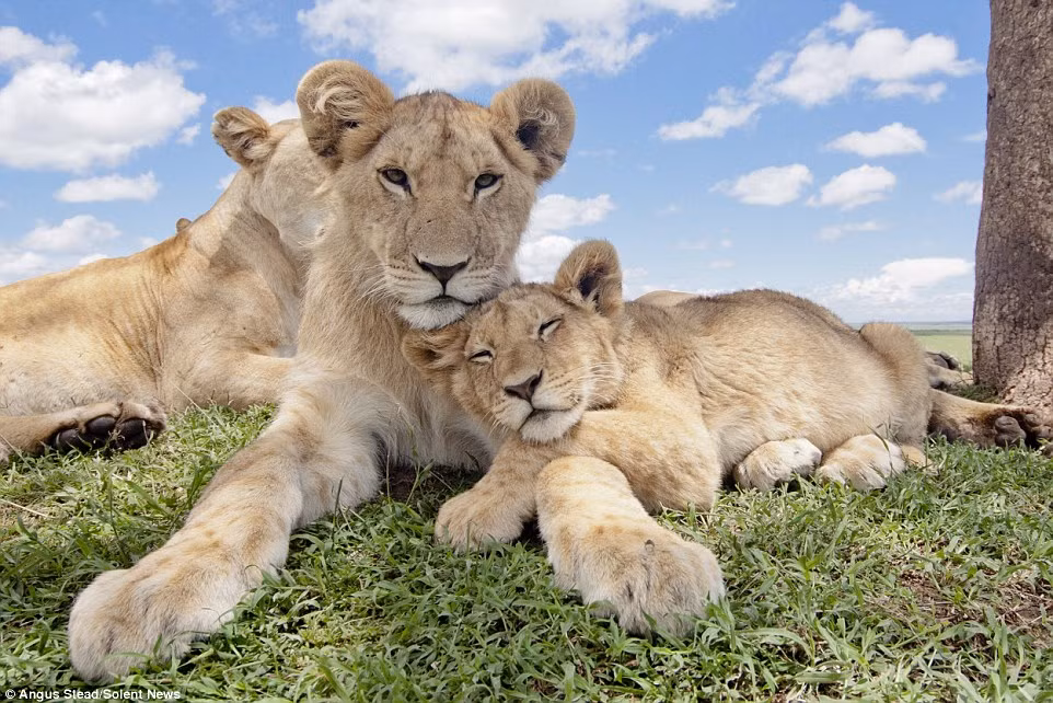 Thời điểm chụp tốt nhất là vào thời gian buổi trưa vì sư tử ít vận động nhất. Nguồn: Daily Mail