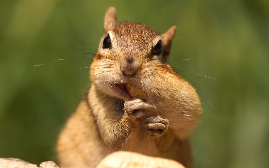 Sóc đất há miệng cắn hạt tại thành phố Port Credit, Ontario, Canada.