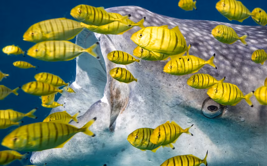 Cá mập voi khổng lồ há miệng rộng để bắt những con cá nhỏ ở ngoài khơi đảo Mafia, Tanzania.