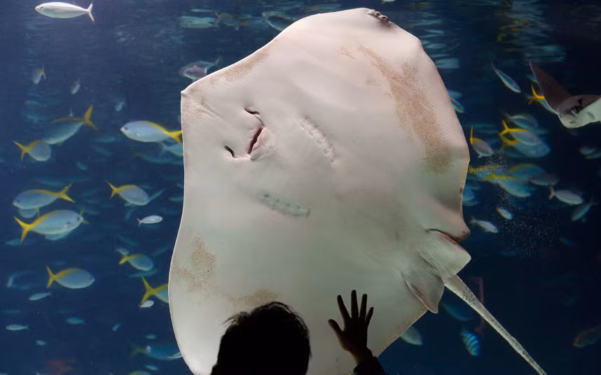 Cá đuối khổng lồ bơi qua du khách trong công viên hải dương Sunshine ở Tokyo, Nhật Bản.