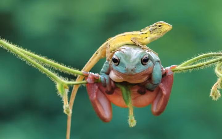 Thằn lằn cưỡi trên đầu ếch xanh trong một khu vườn ở Pulo, Nam Jakarta, Indonesia. (Nguồn: Telegraph)