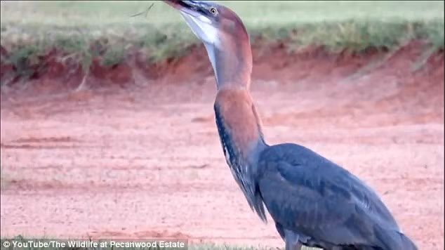 Cuối cùng, chim diệc cũng nuốt chửng được con cá trê vào trong miệng của nó. (Nguồn: Daily Mail)