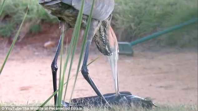 Kích cỡ con cá quá lớn, chim diệc không nuốt con mồi ngay dưới nước và phải mang lên bờ. (Nguồn: Daily Mail)