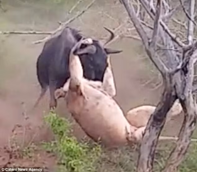 Con linh dương đầu bò đứng dậy trong khi con sư tử vẫn đang đu trên cổ nó.