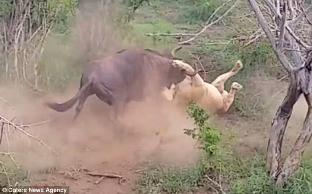 Linh dương đầu bò cuối cùng cũng khiến sư tử phải rời khỏi cổ nó và nhanh chân thoát thân khỏi kẻ săn mồi.