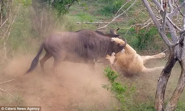 Linh dương đầu bò dùng hết sức lực tấn công sư tử để cố thoát thân.