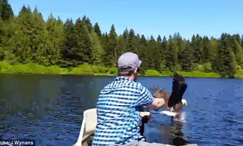 Đại bàng đầu trọc cướp cá trắng trợn của người câu Dai bang dau troc cuop ca trang tron cua nguoi cau