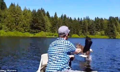 Dai bang dau troc cuop ca trang tron cua nguoi cau