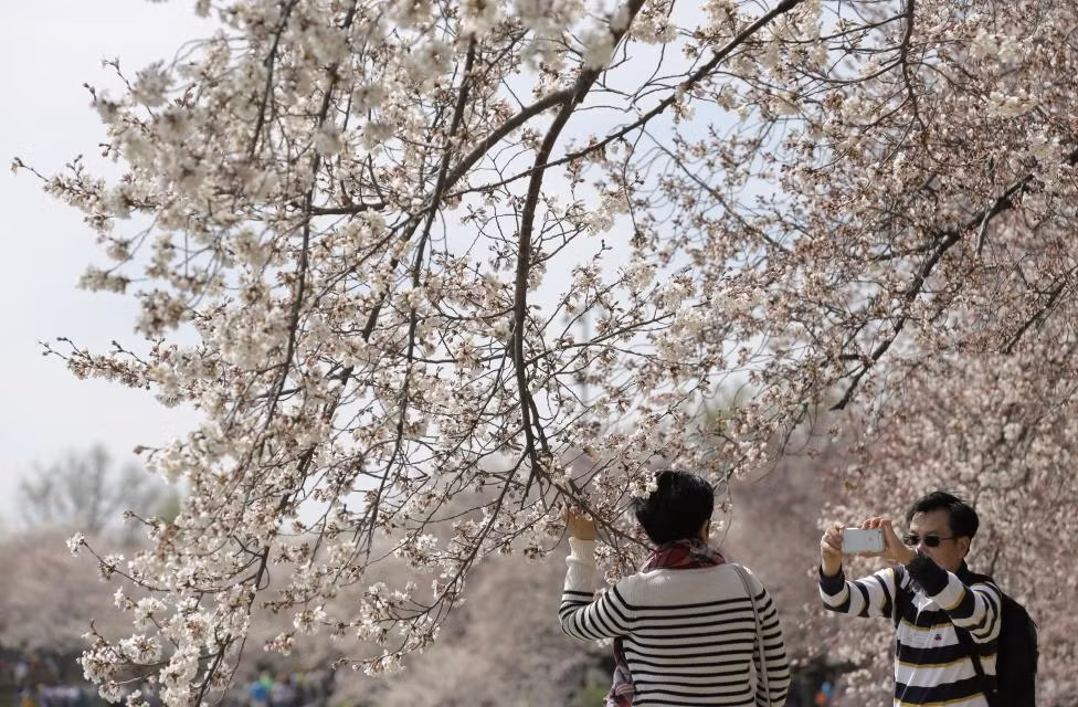 Du khách thích thú chụp ảnh với hoa anh đào đang vào mùa nở rộ quanh hồ Tidal Basin ở Wasghinton.