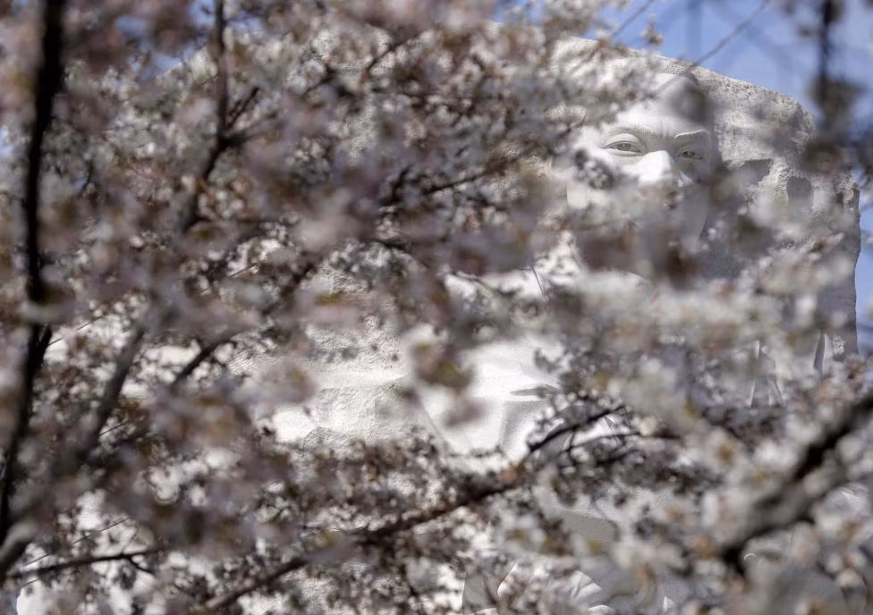 Tượng đài nhà lãnh đạo Martin Luther King xuất hiện sau những cây hoa anh đào khoe sắc tuyệt đẹp.