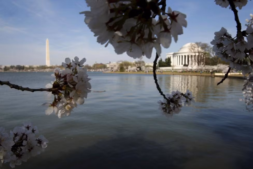Những cây hoa anh đào được trồng quanh hồ Tidal Basin là món quà của người dân Nhật Bản gửi tặng từ những năm 1900.