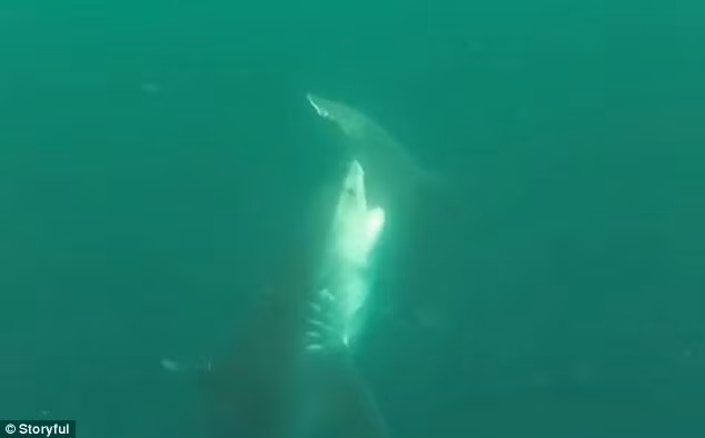 Willsea kịp đưa camera xuống nước để ghi lại cuộc chiến hiếm thấy giữa hai loài cá mập. (Nguồn: Daily Mail)