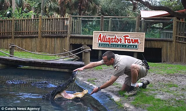 Trò mạo hiểm đu dây qua hồ cá sấu được tổ chức trong công viên cá sấu St Augustine ở bang Florida, Mỹ. Lúc này nhân viên chăm sóc tiếp cận một trong những con cá sấu khổng lồ tại công viên cá sấu St Augustine ở bang Florida, Mỹ.