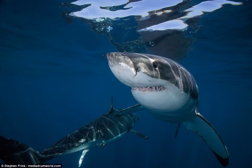 "Mọi người ấn tượng với sức mạnh săn mồi vượt trội của cá mập trắng lớn, hơn tất cả các loài cá mập khác", nhiếp ảnh gia Frink nói. (Nguồn: Daily Mail)