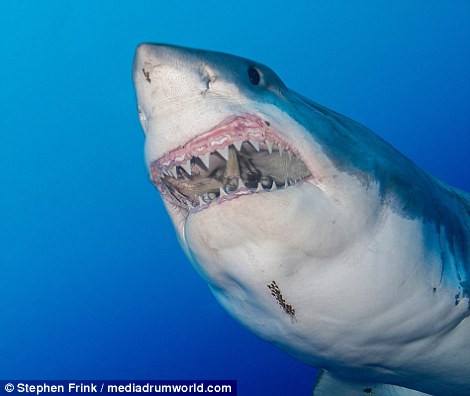 "Mục đích của tôi là tiến gần những con cá mập trắng lớn để quan sát hành vi của chúng", nhiếp ảnh gia đến từ Mỹ cho biết. (Nguồn: Daily Mail)