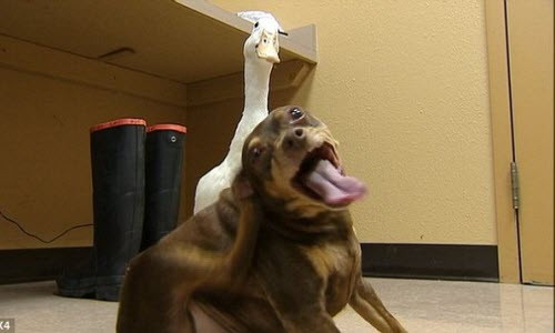 Ky la tinh ban than thiet giua vit va cho