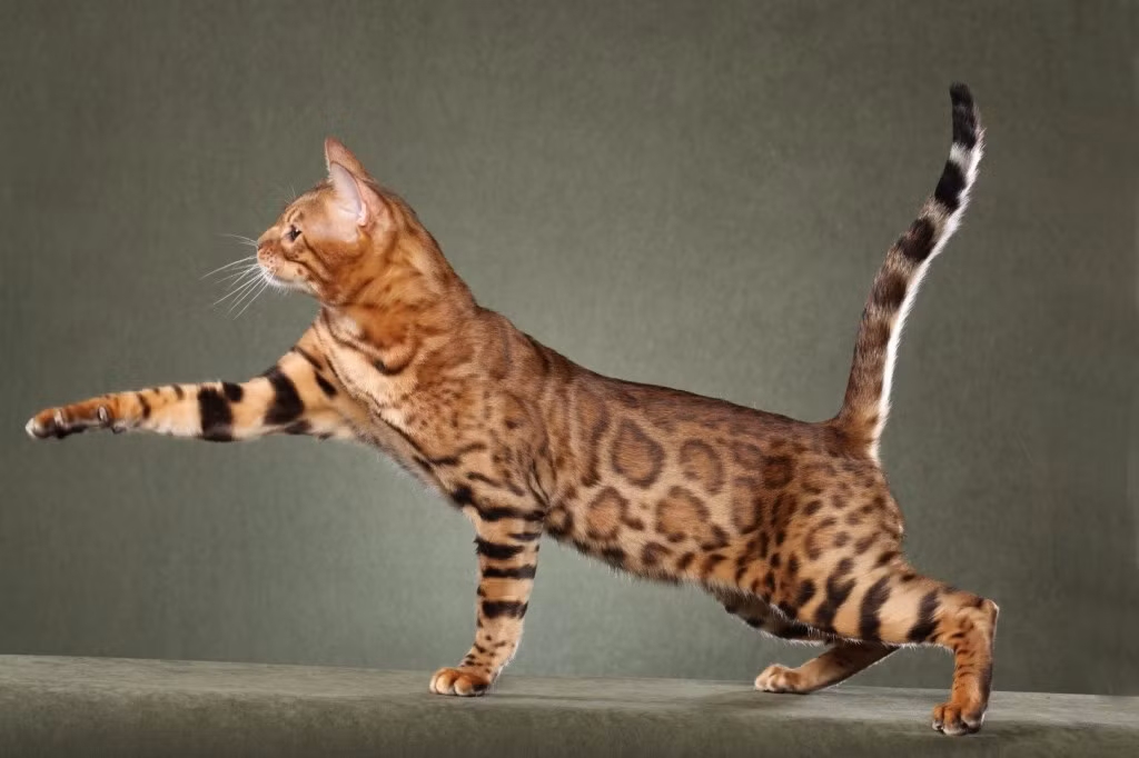 Mèo Savannah là kết quả của cuộc giao phối giữa mèo hoang dã Sevral với mèo Xiêm. Giống mèo này có đặc điểm không sợ nước và giống một con báo. Chúng có thân hình cao và gầy. Tuy là một giống mèo nhưng Savannah có trái tim trung thành của một loài chó.