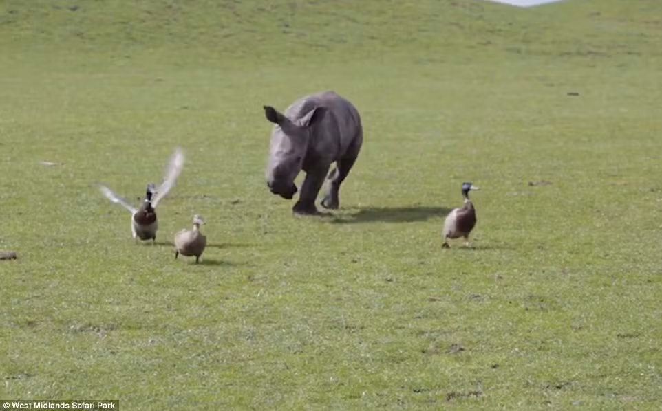 Ekozu phấn khích đuổi theo những con vịt trên bãi cỏ. (Nguồn: Daily Mail)