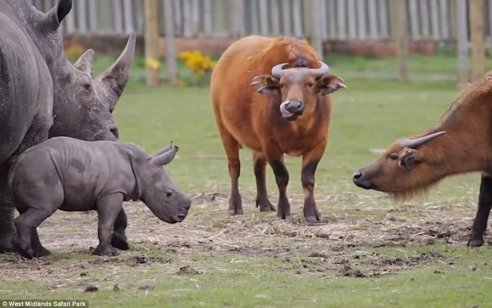 Ekozu đứng cạnh tê giác mẹ trong khi tỏ ý muốn làm bạn với một con trâu Congo. (Nguồn: Daily Mail)