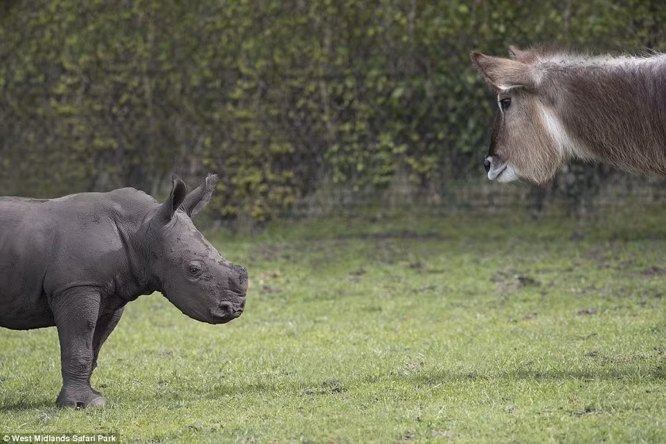 Linh dương Kobus tò mò nhìn tê giác con mới chào đời trong lần đầu xuất hiện trong công viên động vật hoang dã West Midlands. (Nguồn: Daily Mail)
