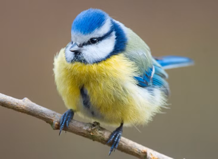 Chim sẻ ngô xanh đậu trên cành cây trong một khu vườn ở Sieversdorf, Đức.