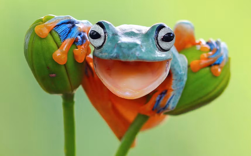 Ếch dường như đang cười trước ống kính camera khi đậu trên nụ hoa chưa nở ở Tangerang, Indonesia.