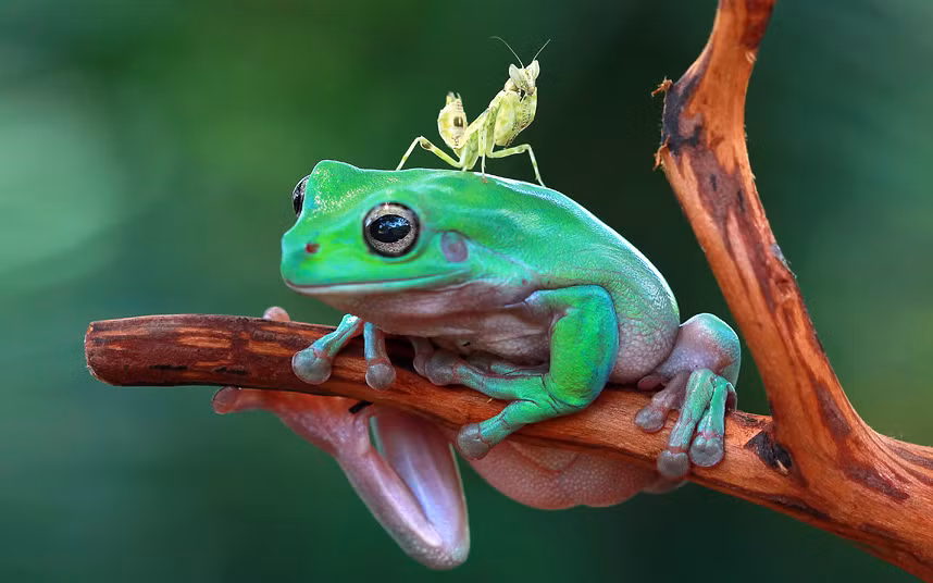 Bọ ngựa cưỡi trên đầu ếch xanh ở Ciledug, Indonesia.