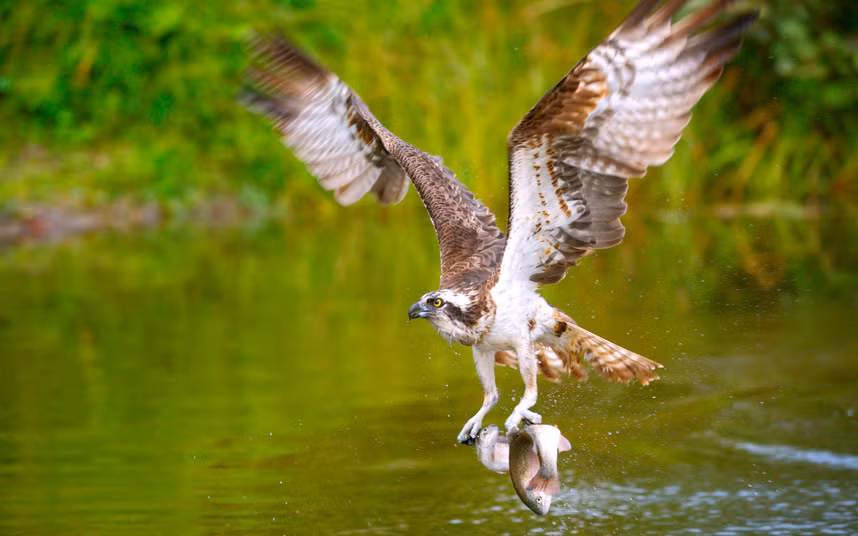 Chim ưng biển bắt được hai con cá cùng lúc từ một hồ nước ở Kangasala, Phần Lan.