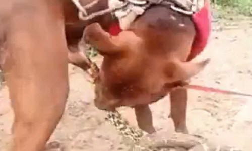 Hai hung ran can cho hiem cua cho khong chiu roi