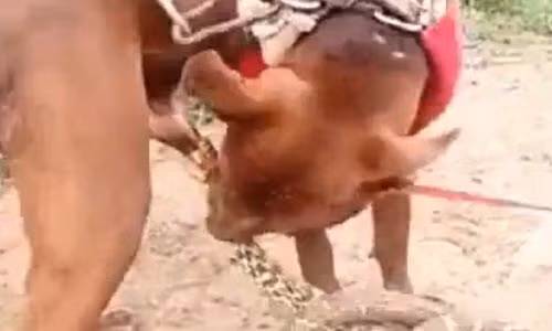 Hai hung ran can cho hiem cua cho khong chiu roi