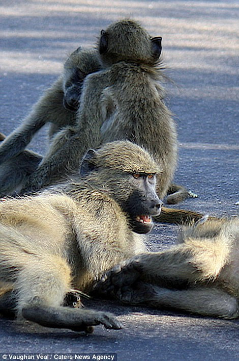 Khỉ đầu chó Chacma là một trong những loài động vật hung dữ nhất và rất tinh quái. (Nguồn: Daily Mail)