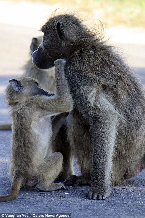 Khỉ con ngồi chơi với mẹ nó trên đường giao thông trong vườn quốc gia Kruger. (Nguồn: Daily Mail)