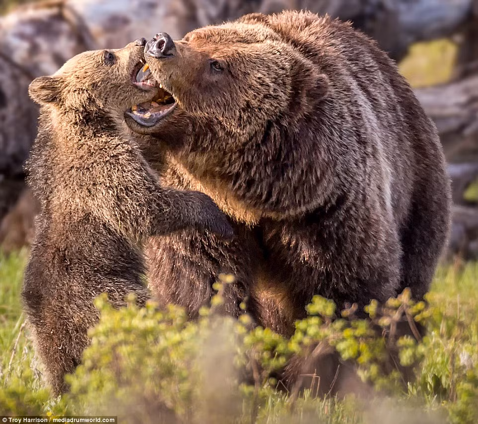 Những khoảnh khắc đáng yêu của gấu con được ghi lại bởi nhiếp ảnh gia Troy Harrison. (Nguồn: Daily Mail)
