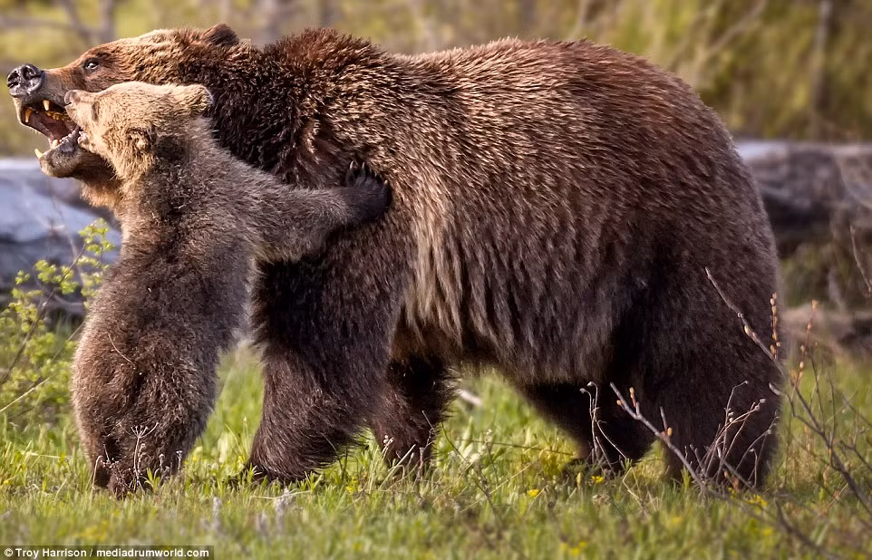 Mặc dù vậy, gấu con vẫn cố gắng hôn mẹ nó thêm một lần nữa trước chúng rời đi chỗ khác. (Nguồn: Daily Mail)