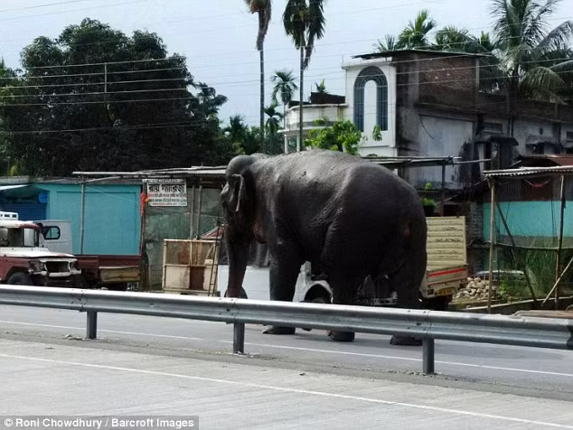Con voi hoang dã một mình di chuyển dọc đường giao thông chạy qua thị trấn Barobisha. (Nguồn: Daily Mail)
